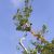 Belleview Crane Services by Southern Tree Services LLC